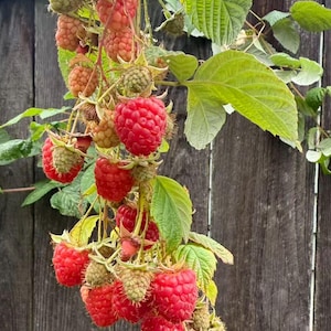 May include: A close-up of a raspberry plant with ripe, red berries hanging from the vine. The berries are clustered together, with some still green. The leaves are a vibrant green, and the background is a weathered wooden fence.