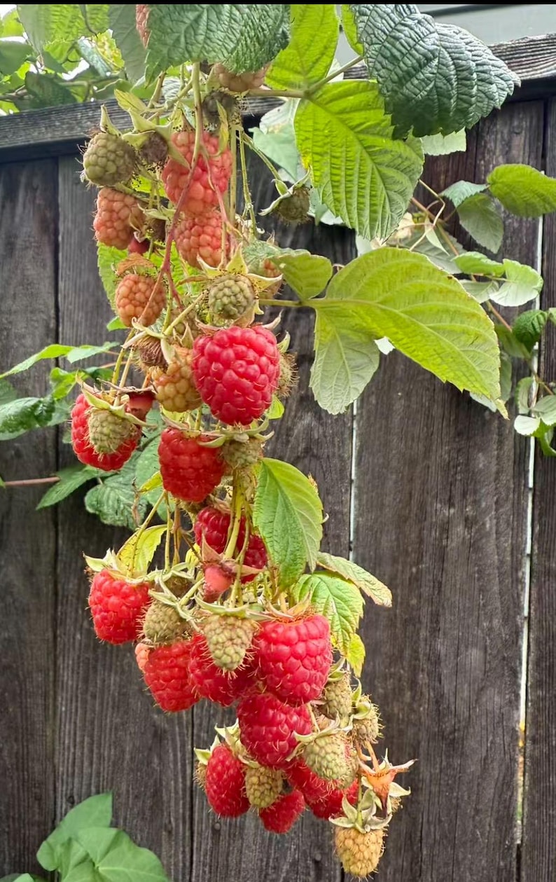 May include: A close-up of a raspberry plant with ripe, red berries hanging from the vine. The berries are clustered together, with some still green. The leaves are a vibrant green, and the background is a weathered wooden fence.