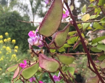 May include: Close-up of a plant with green seed pods edged in red and purple flowers. The pods are a light green color with a reddish-purple border. The flowers are a mix of pink and purple.