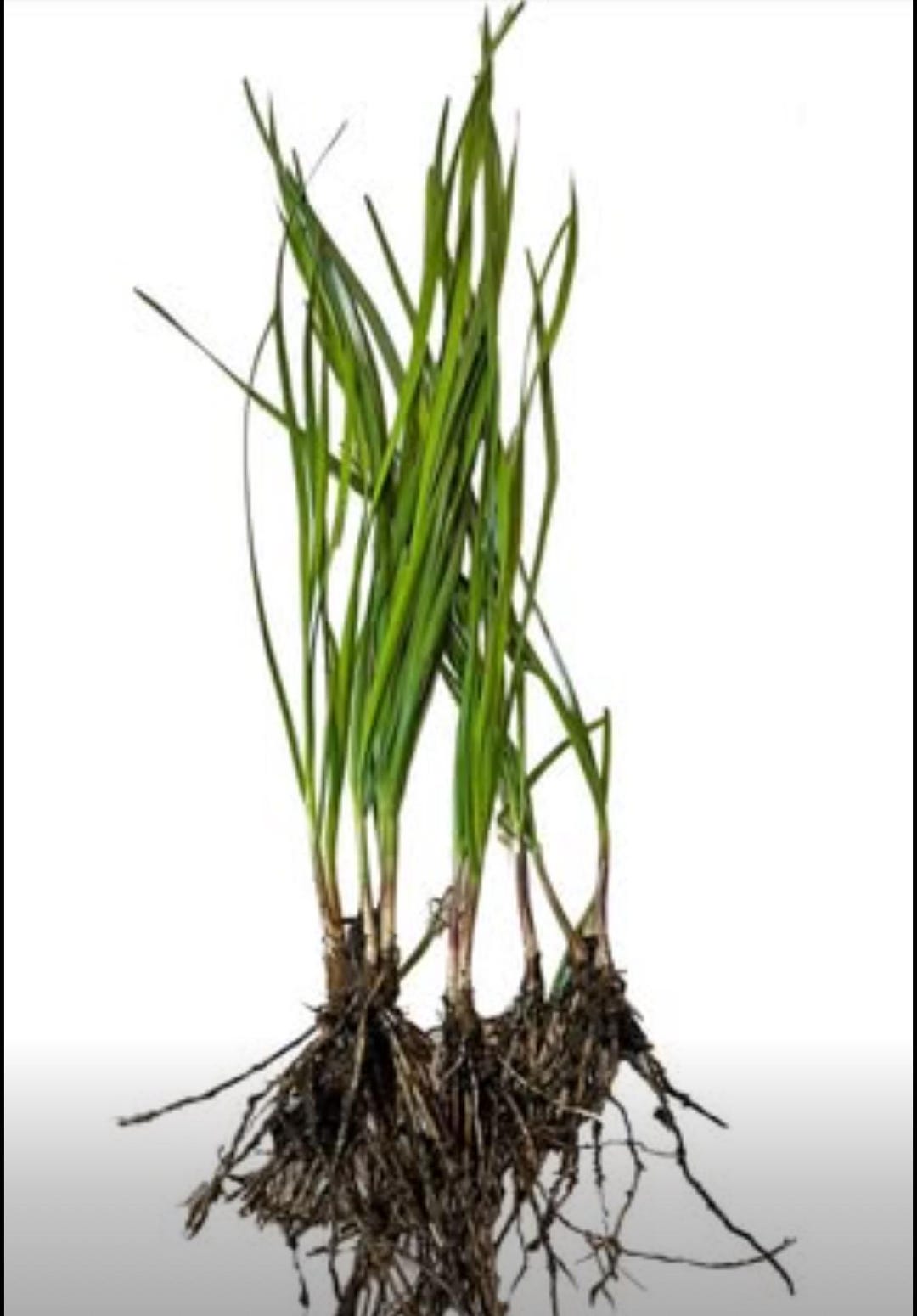 Chives In Store With Roots Perennial Herbs: Garlic Chives Living Roots - Etsy