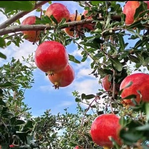 Pomegranate Tree Plant: Dwarf Variety, Patio Container Fruit Tree