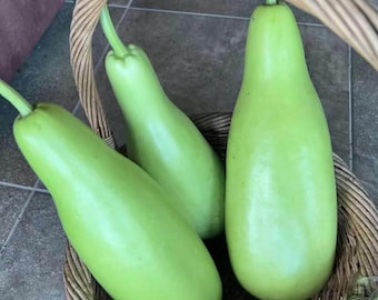 May include: Three light green gourds with long stems rest in a woven wicker basket. The gourds have a smooth, elongated shape and a pale green color. The basket is made of light brown woven material.
