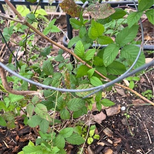 May include: A close-up of a blackberry plant with green leaves and brown stems. The plant is growing inside a wire cage. Some leaves have brown spots. The ground is covered in mulch.