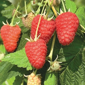 May include: Close-up of a raspberry plant with ripe, red raspberries and green leaves. Some raspberries are still developing, showing a mix of green and yellow hues. The image highlights the texture and color of the fruit.