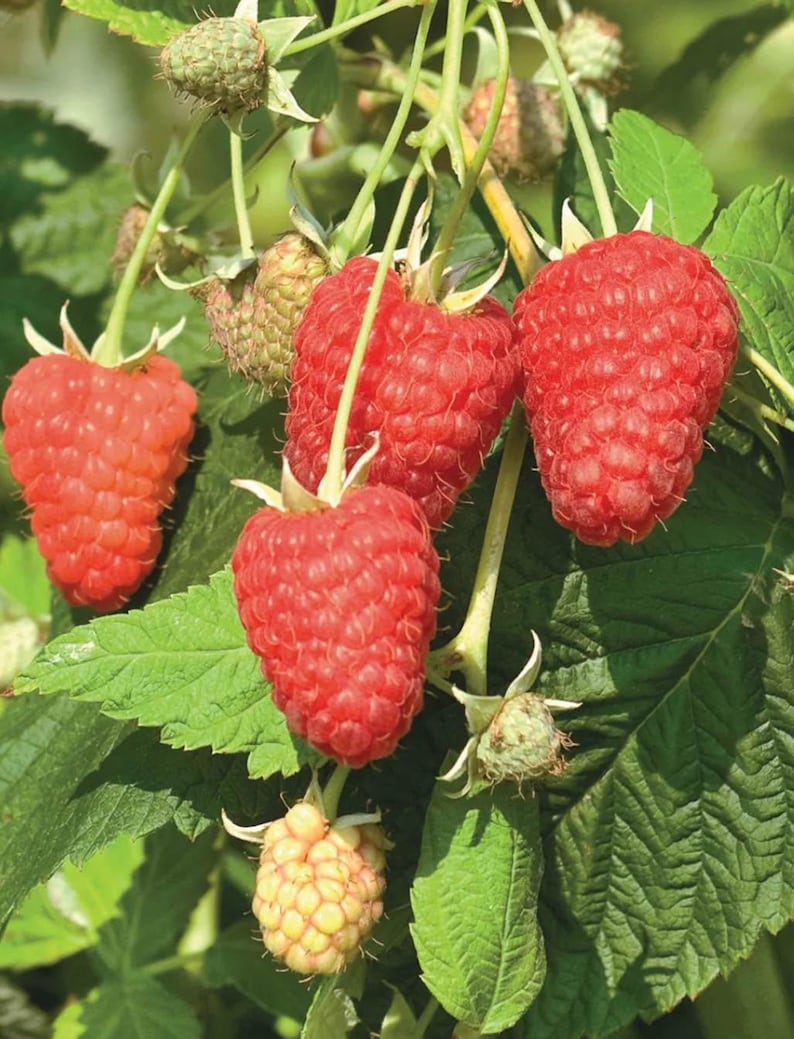 May include: Close-up of a raspberry plant with ripe, red raspberries and green leaves. Some raspberries are still developing, showing a mix of green and yellow hues. The image highlights the texture and color of the fruit.