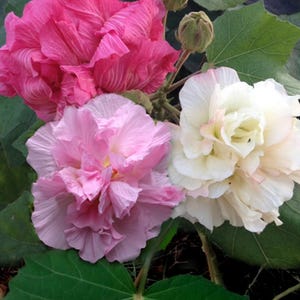 May include: A close-up of three large flowers in shades of pink and white, surrounded by green leaves. The largest flower is a vibrant pink, with ruffled petals. The other two flowers are a lighter pink and white. The image showcases the beauty of nature.