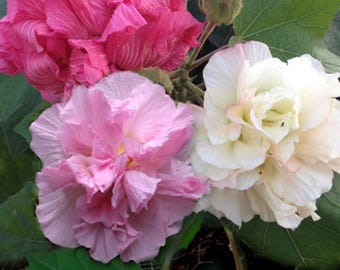 Confederate Rose Hibiscus - Rose Mallow