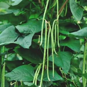 May include: Close-up of a vibrant green plant with large, heart-shaped leaves and long, slender green beans. The beans hang down from the plant, creating a visually appealing contrast against the lush foliage. The image showcases a healthy, thriving vegetable.