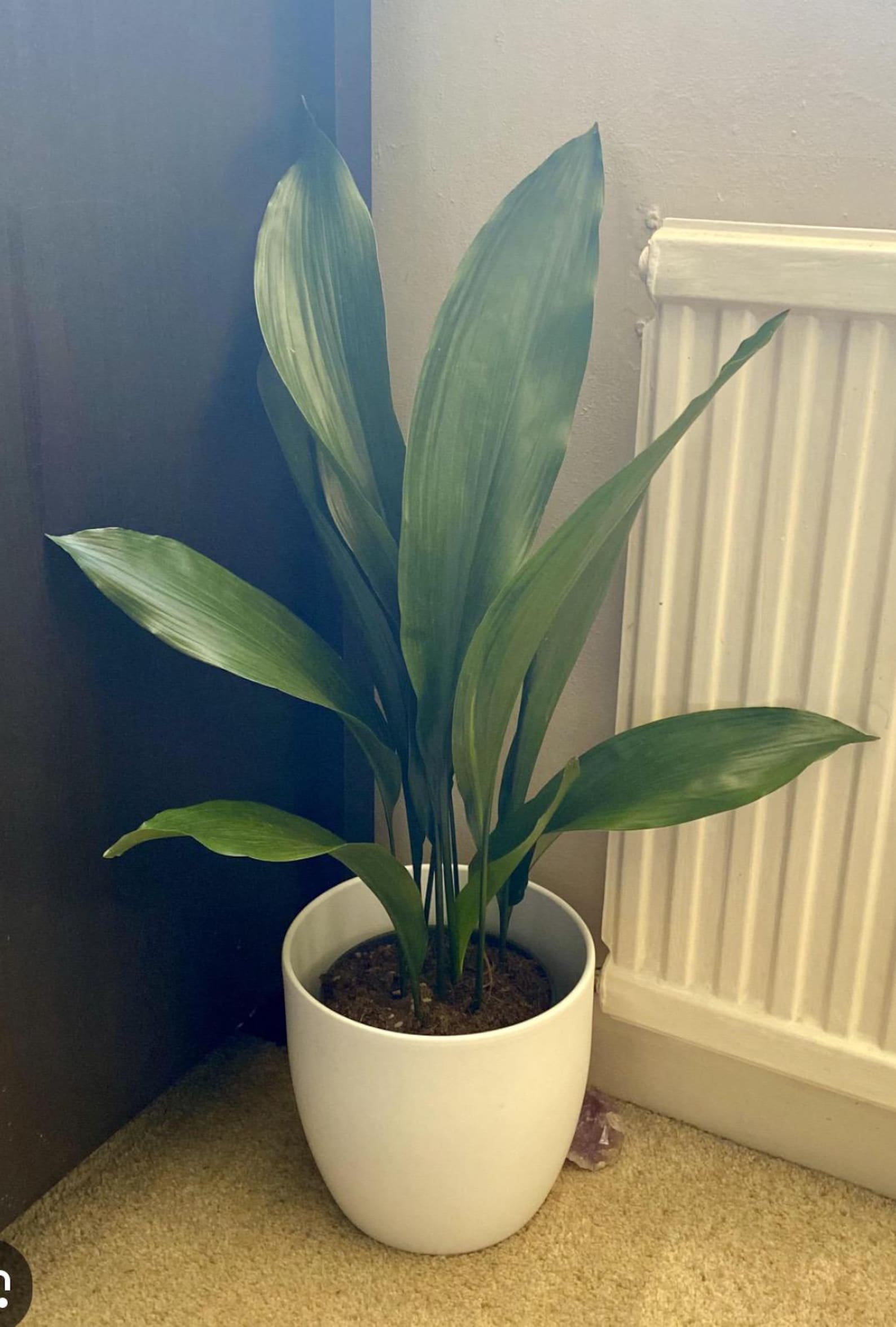 Cast iron living plant