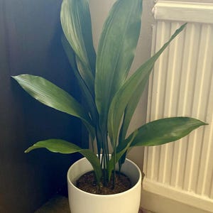 May include: A green cast iron plant in a white ceramic pot. The plant has long, broad leaves and is placed on a beige carpet. The pot is oval-shaped and sits near a wall and a radiator.