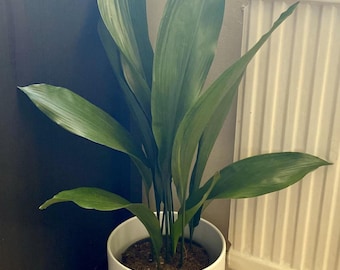 Cast iron living plant