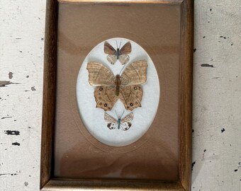 Vintage Taxidermy Butterfly Frame 8 x6