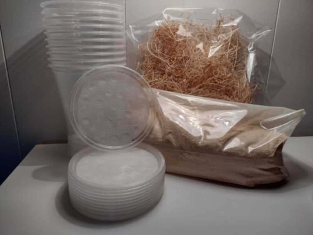 Fruit Fly Culture Kit. Makes 10 Cultures. Free Shipping. Etsy