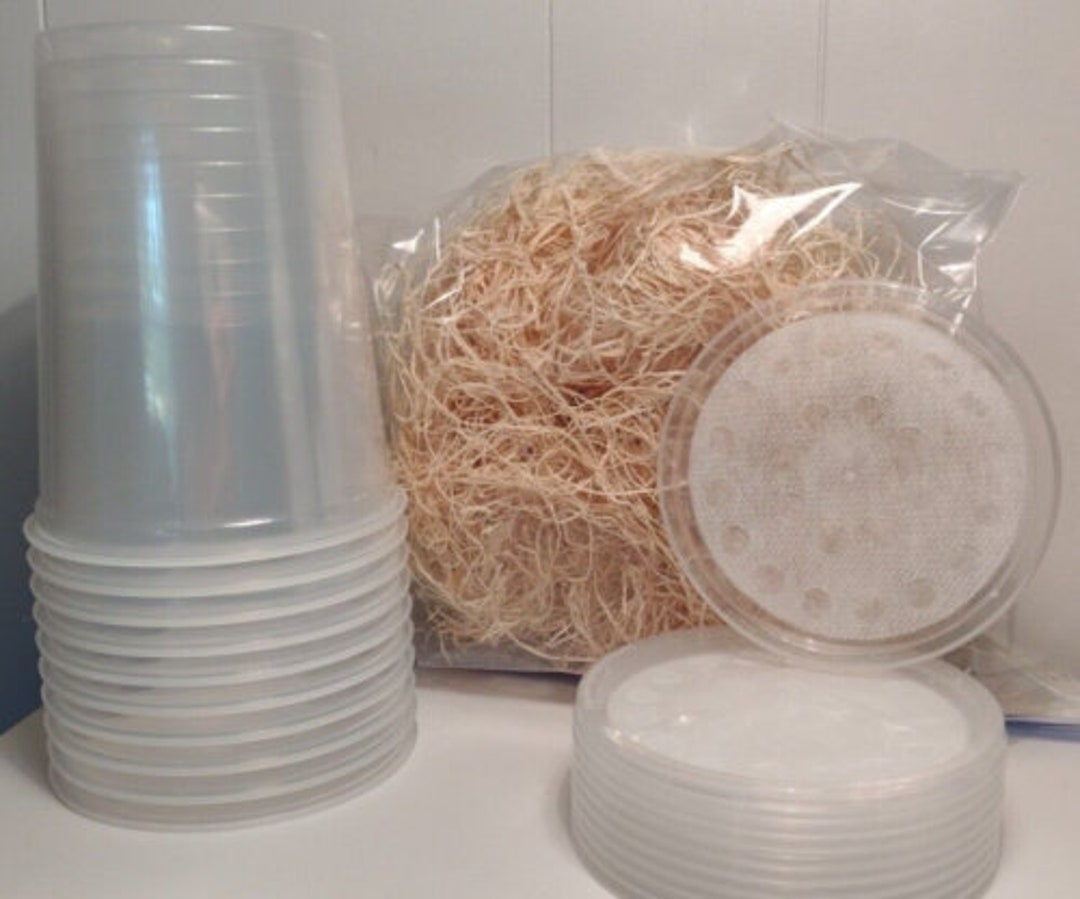 10 Cups/lids and Excelsior for Fruit Fly Culture. Free Shipping