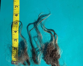 HAVEN Raw wool Icelandic sheep wool, 2#7.5oz whole fleece, raw wool, Icelandic wool, wool for spinners, wool for rugs, wool needle felting