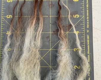 JEWEL Lambswool Raw Fleece 1lb 4oz Icelandic wool--rugmaking, spinning wheel, raw wool, virgin wool, knitting, crochet, felting, sheep