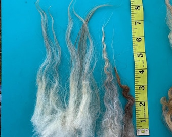 ISADORA Icelandic Wool Raw Fleece 3lb 4oz --rugmaking, spinning wheel, raw wool, woolwork, knitting, crochet, felting, weaving, sheep