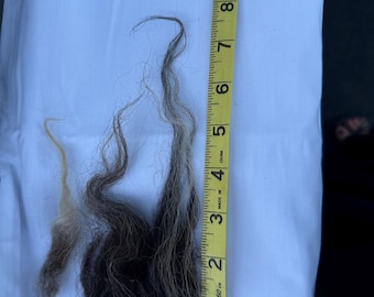 DARBY Raw wool Icelandic sheep wool, entire fleece, Icelandic sheep, wool for spinners, wool for rugs, wool for knitting, needle felting