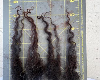 Jeremiah Lambswool Raw Fleece 1lb 8oz Icelandic wool--rugmaking, spinning wheel, raw wool, virgin wool, knitting, crochet, felting, sheep