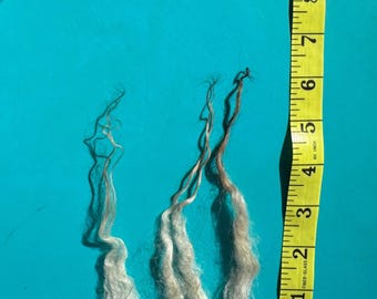 JASPER Lambswool Raw Fleece 1lb 10oz Icelandic wool--rugmaking, spinning wheel, raw wool, virgin wool, knitting, crochet, felting, sheep