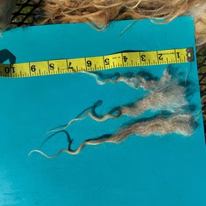 May include: Close-up of two strands of light brown wool fibers with a yellow measuring tape. The fibers are approximately 6 inches long. The background is a bright blue surface, with additional wool fibers visible.