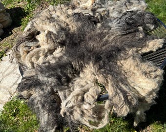 Lamborghini intact whole fleece for rug making, vegan wool rug, live rug, Icelandic wool