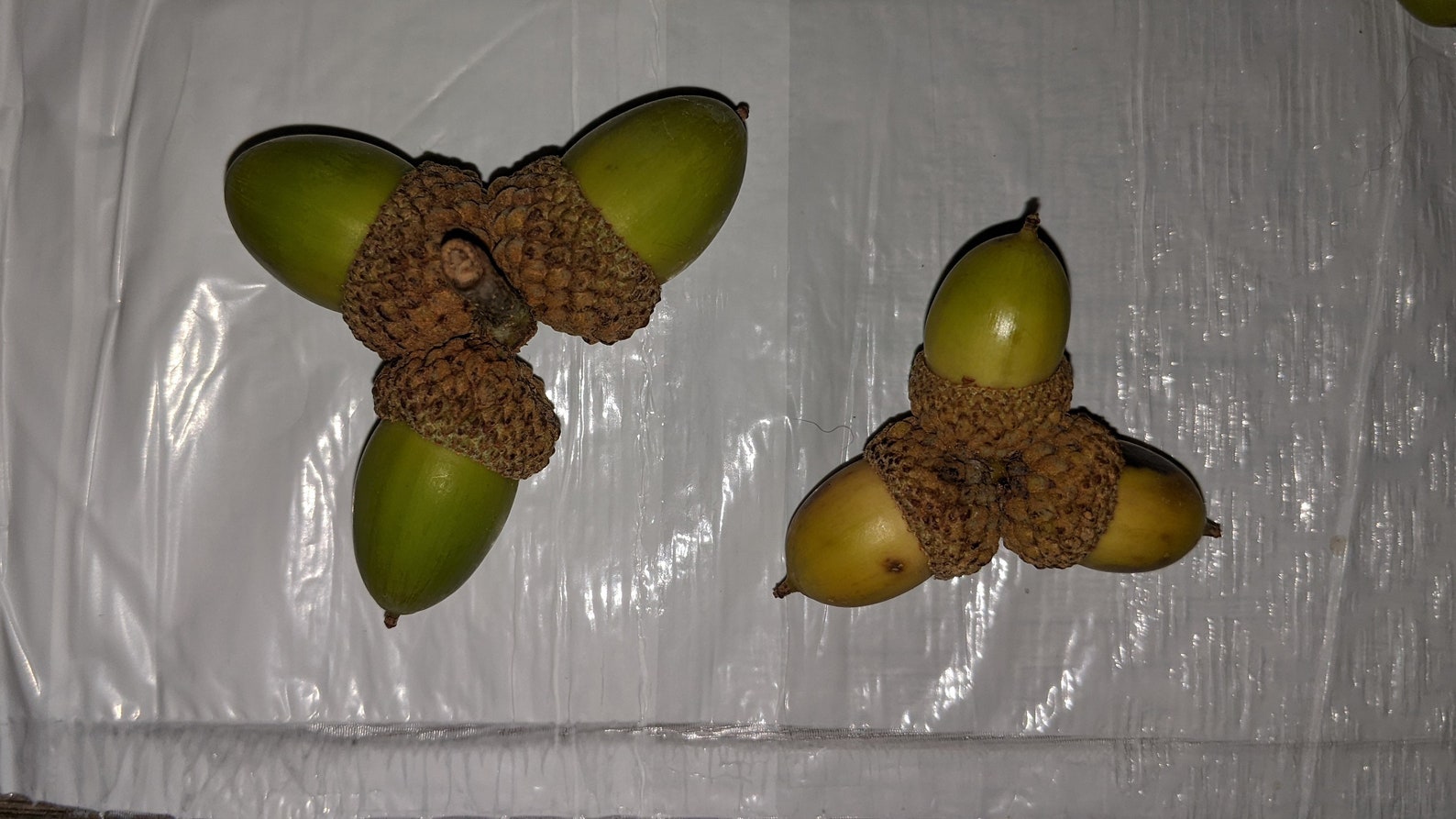 Acorn With and Without Caps - Etsy