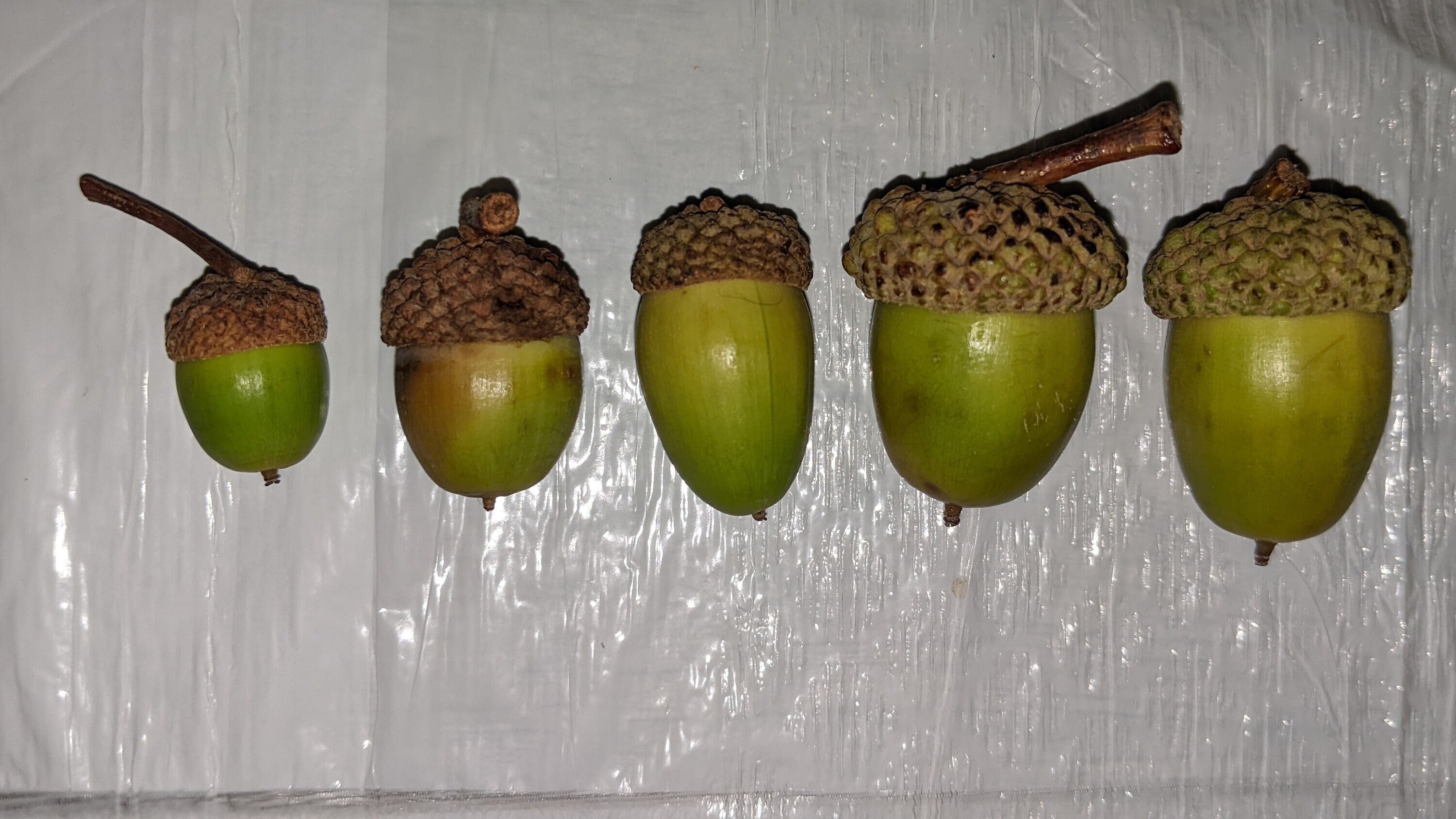 Acorn With and Without Caps - Etsy