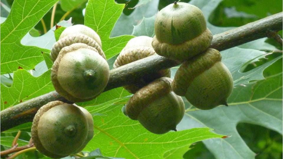 Acorn With and Without Caps - Etsy