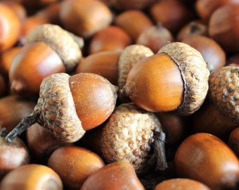 Acorn with and without caps