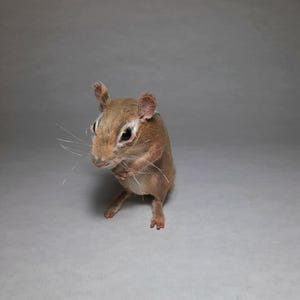 Handmade faux fur, stuffed and super realistic chipmunk.
