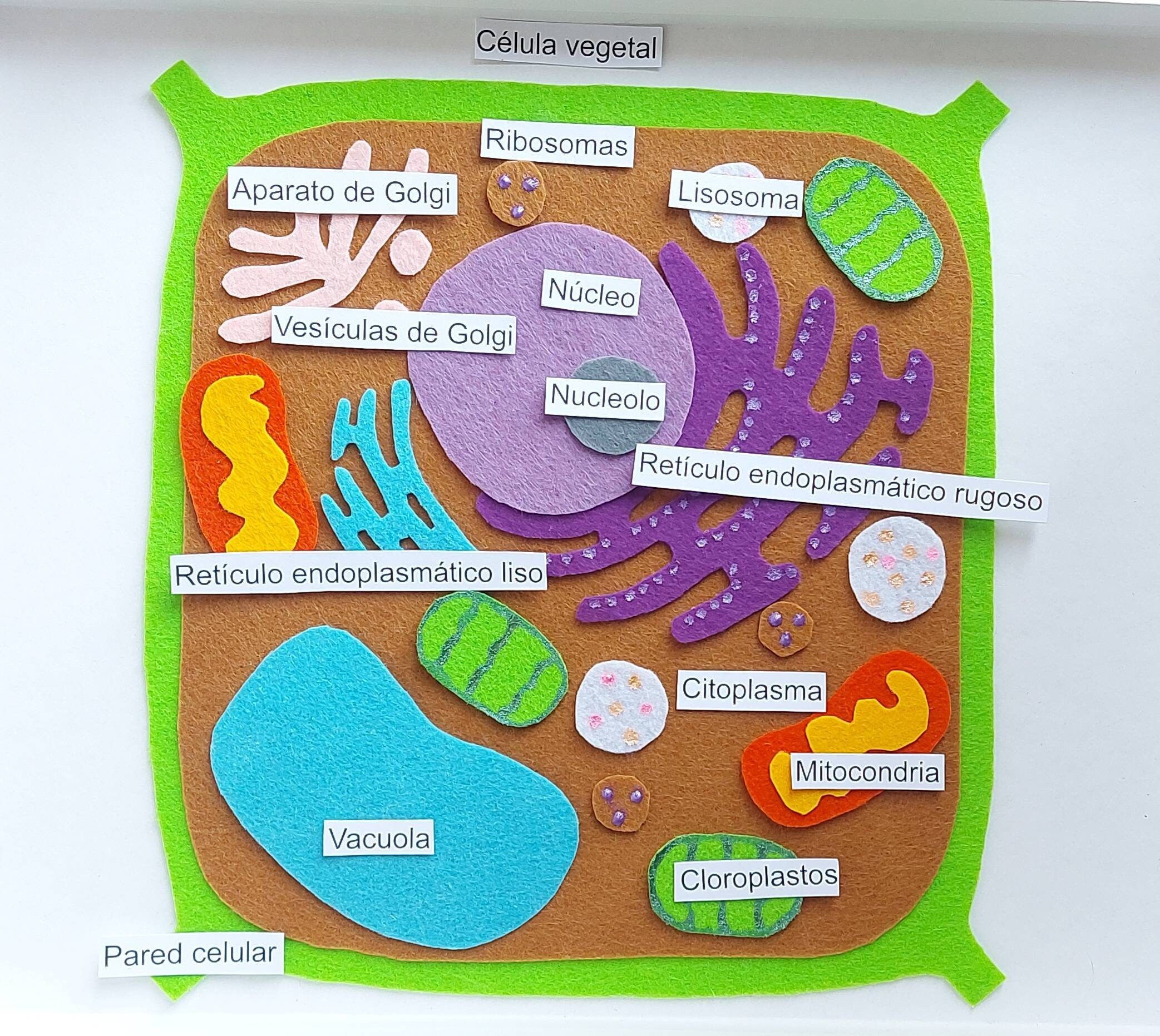 Plant Cell Plant Cell Felt Set Plant Cell Model Montessori Etsy UK