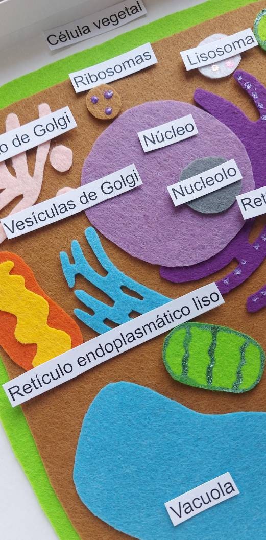 Plant Cell Plant Cell Felt Set Plant Cell Model Montessori Etsy UK