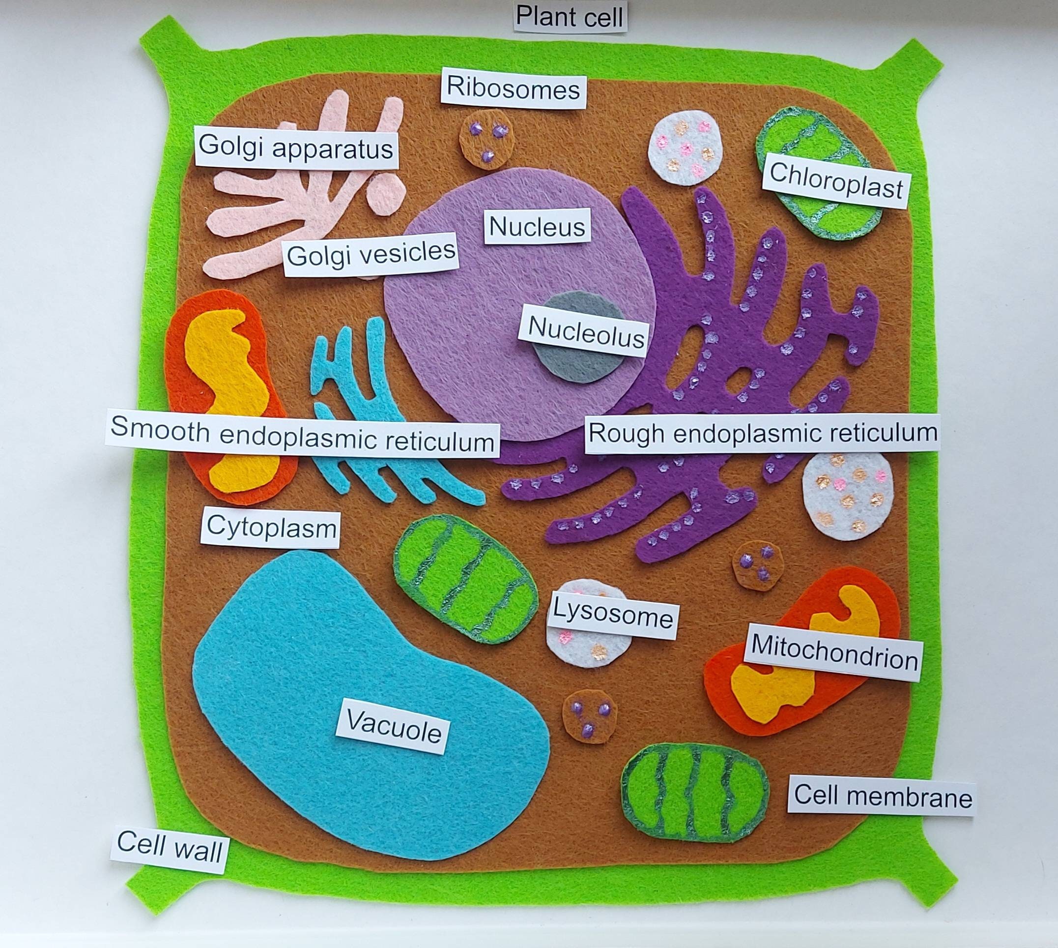 3d animal cell models with labels