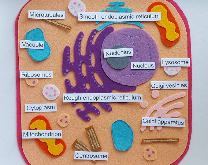 Animal Cell, Animal Cell Model, Animal Cell Felt Set, Montessori at