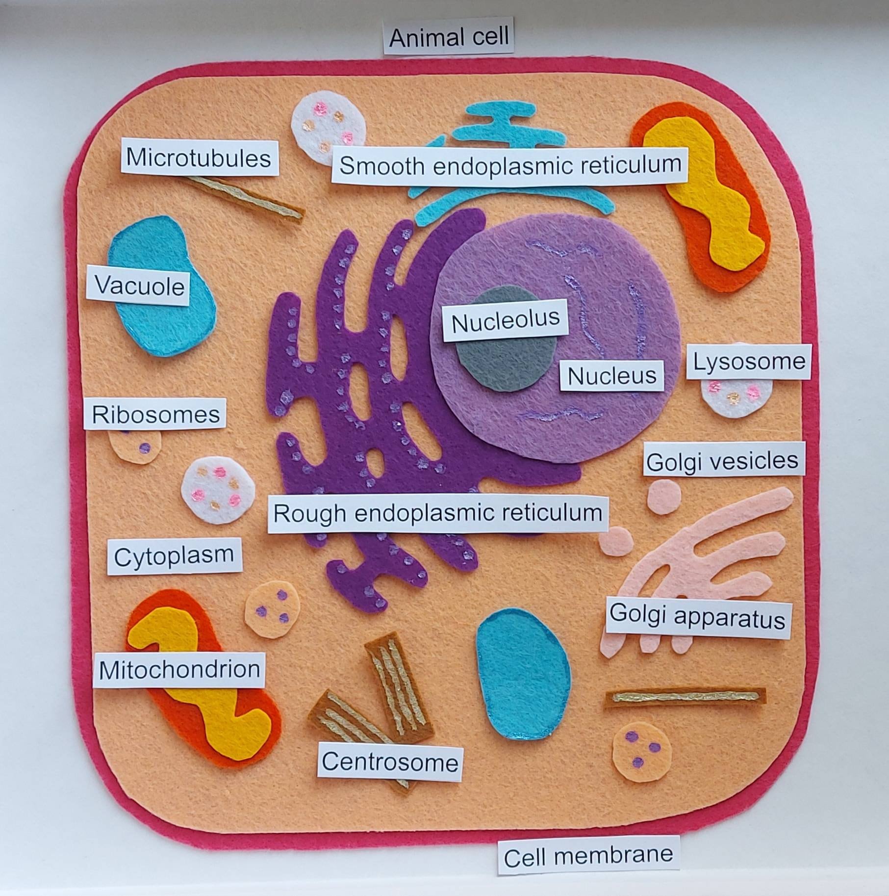 3d animal cell diagram project