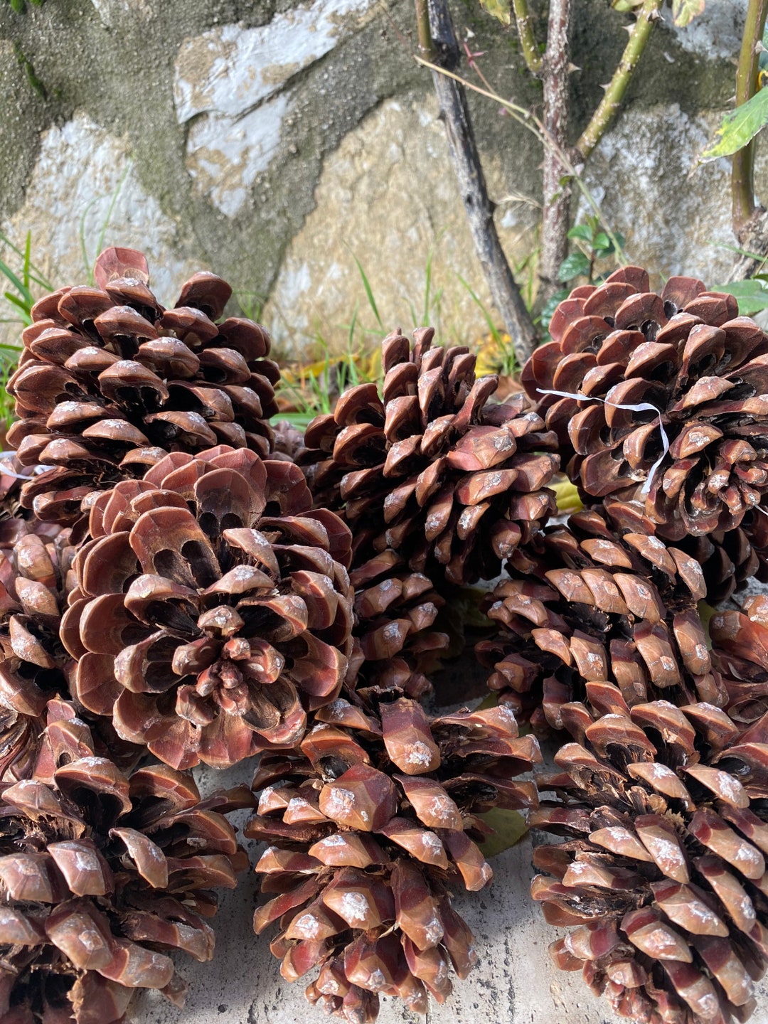 10 Jumbo Pine Cones, From Turkish Forests for Craft Etsy