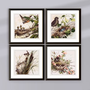 May include: Set of four framed prints featuring vintage illustrations of birds and nests. Each print depicts a different bird species, including a robin, a sparrow, and a wren, perched on or near their nests. The nests are made of twigs and leaves and contain eggs or baby birds.