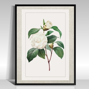 Vintage Reproduction Spring Botanical Gardenia Encyclopedia Printable Digital Download Instant Art, Aesthetic Neutral Modern Farmhouse Art