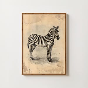 Vintage Zebra Print Antique Zebra Wall Art Safari Home Decor Animal Poster Tropical Decor Bedroom Prints Animal Gallery Wall Jungle Wall Art