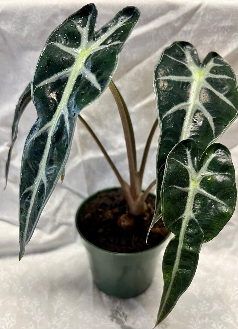 Alocasia Polly Plant Alocasia Amazonia Polly Live Plant Etsy