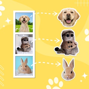 May include: A collage of four images featuring a yellow Labrador Retriever, a cat wearing sunglasses and a brown coat, a brown rabbit, and a white rabbit. The images are arranged in a grid pattern with a dashed line connecting each image.