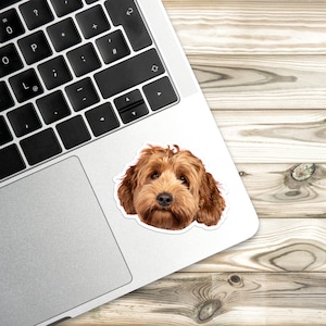 May include: A close-up of a brown and white doodle dog with curly hair. The dog is looking directly at the camera.
