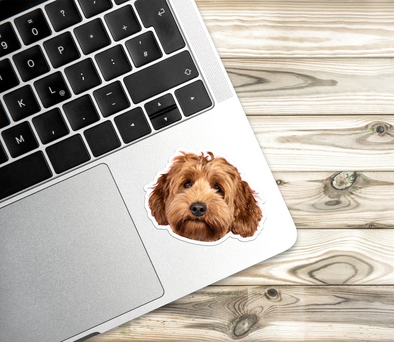 May include: A close-up of a brown and white doodle dog with curly hair. The dog is looking directly at the camera.
