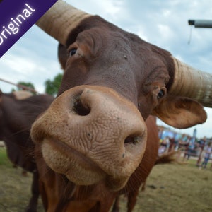 Cow Nose Print / Poster