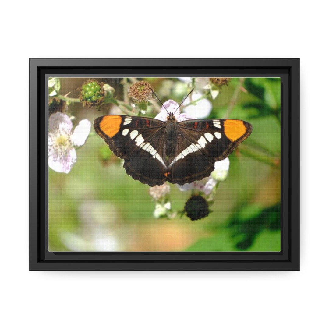 Black White and Orange Butterfly Photo, Butterfly Wall Art, Black and