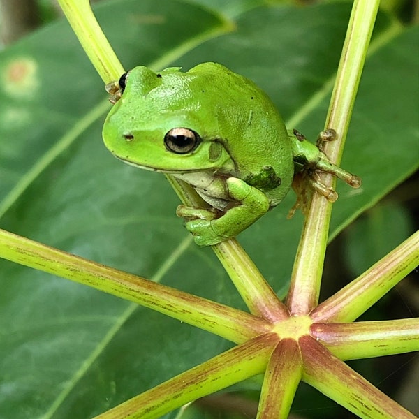 Green tree frog