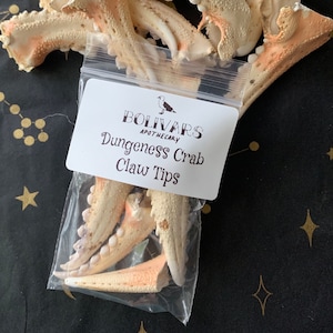 Crab Claw Tips - Bone Magic - Dungeness Claw Tips