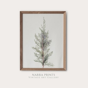 Vintage winter botanical art print, Country Christmas Holiday Wall Decor, PRINTABLE, Downloadable Digital