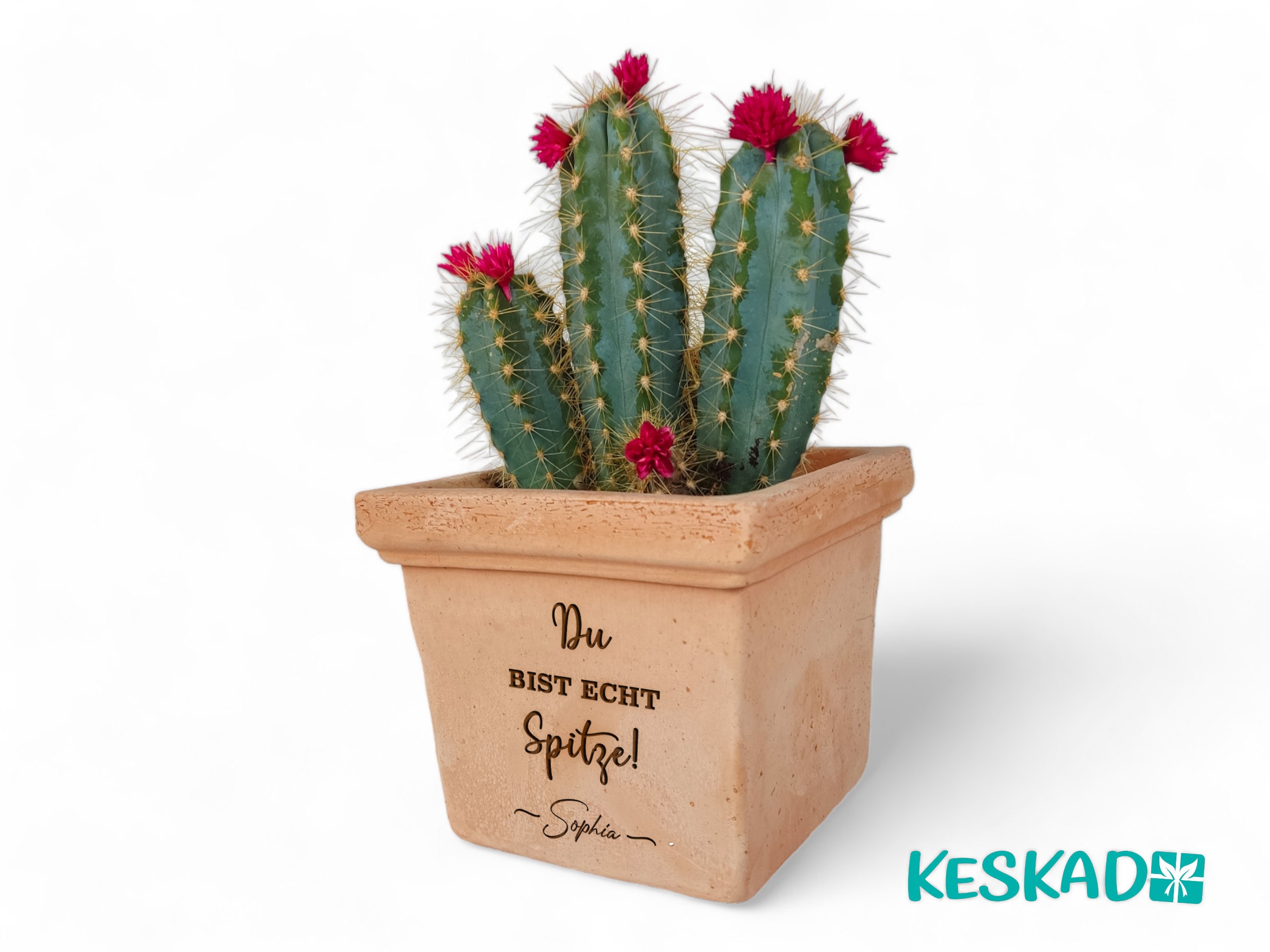 Kaktus spitze - Etsy.de